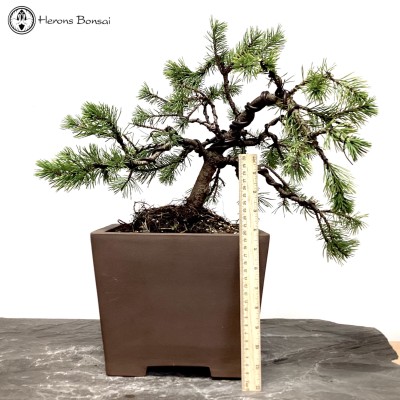 Outdoor Mugo Pine Bonsai | Wired to Shape | COLLECTION ONLY