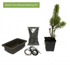 Scots Pine Bonsai Making Kit