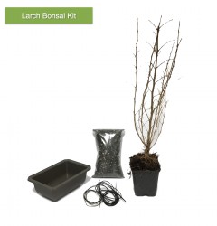 Outdoor Larch Bonsai Making Kit