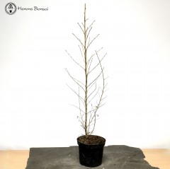 Larch | Individual Starter Tree 