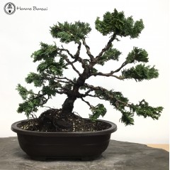Hinoki Cypress in a Mica Pot
