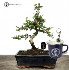 Indoor/ Outdoor Ulmus parvifolia Chinese Elm Bonsai Tree Gift Bundle
