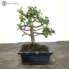 Jade Bonsai Tree | Broom Style
