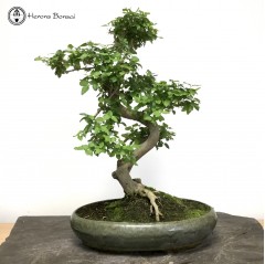 Large Ligustrum sinensis | Privet Bonsai Tree