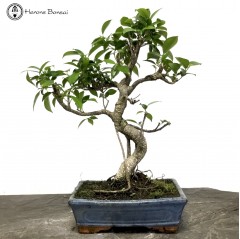Ficus Bonsai S-Shape