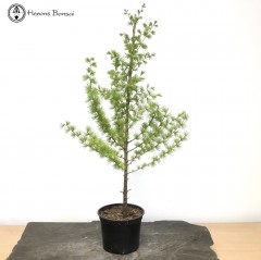 Larch | Individual Starter Tree 