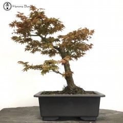 Acer Palmatum Bonsai Tree