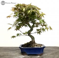 Mountain Maple Bonsai |  Ceramic Pot