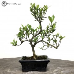 Gardenia Bonsai Tree