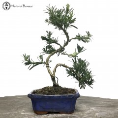 Podocarpus Bonsai | Buddhist Pine