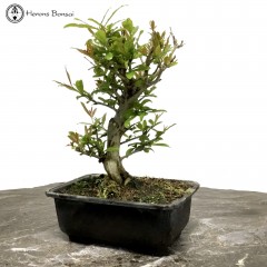 Punica granatum (Pomegranate) | Bonsai Tree