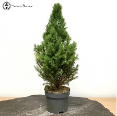 Picea Glauca Starter Material