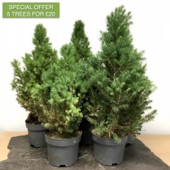 Picea Glauca Starter Material | 5 Trees for £20