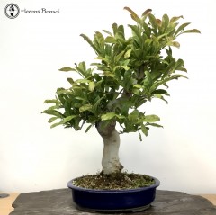 Magnolia kobus | Japanese Magnolia
