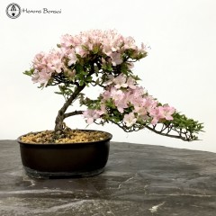 Azalea Bonsai Tree 