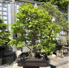 Large Oak Specimen Bonsai | COLLECTION ONLY