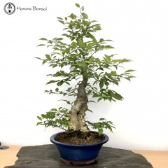 Outdoor Willow Bonsai Tree | COLLECTION ONLY