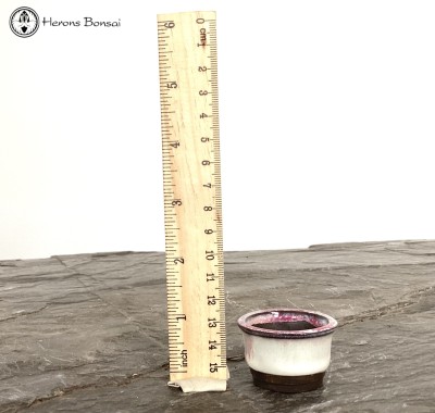 Round Mame (Miniature) Bonsai Pot (4cm) | White 