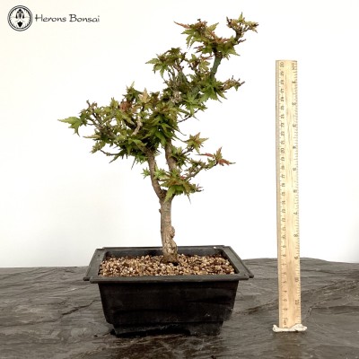 Outdoor Acer Palmatum 'Koto hime' Maple Bonsai Tree