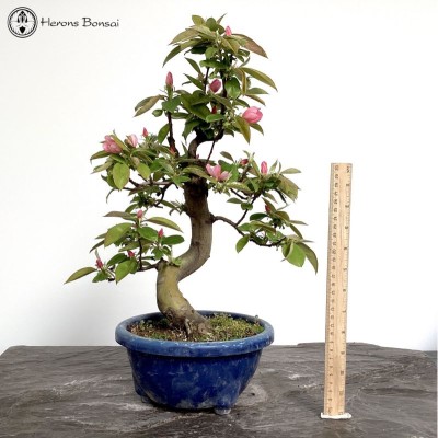 Outdoor Chinese Quince | Pseudocydonia sinensis 