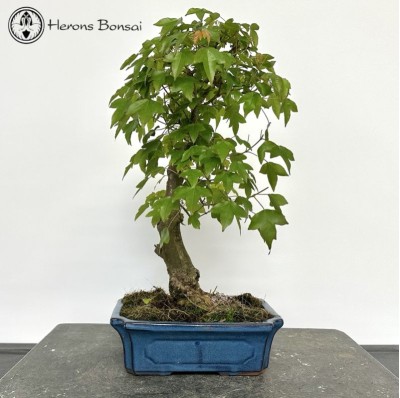 Trident Maple Bonsai Tree 
