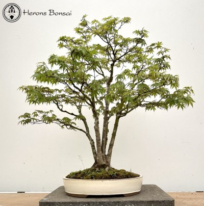 Kabaduchi Maple Bonsai | COLLECT FROM HERONS