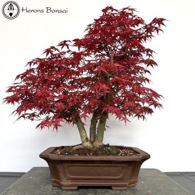 Red Deshojo Maple Triple Trunk Bonsai Tree | COLLECT FROM HERONS