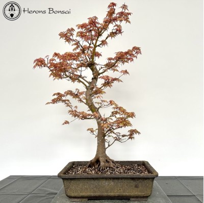 Outdoor Beni-Chidori Maple Bonsai Tree | COLLECT FROM HERONS