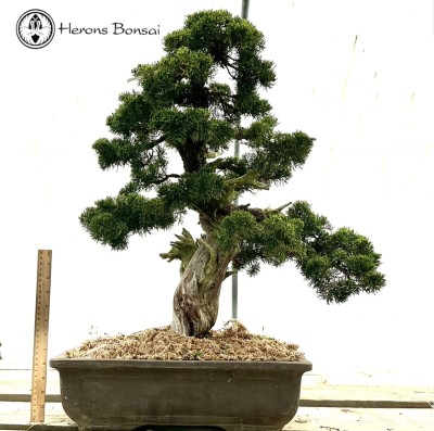 Chinese Juniper Bonsai Tree 