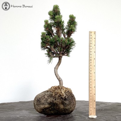 Pinus thunbergii Kotobuki | Japanese Black Pine 