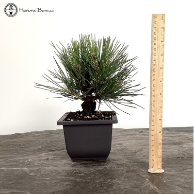 Outdoor Pinus thunbergii | Japanese Black Pine | Cork Bark Pine