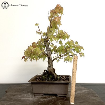 Acer Palmatum 'Mountain Maple' Bonsai Tree | COLLECT FROM HERONS