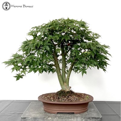 Kabaduchi Acer Palmatum Maple Bonsai | COLLECT FROM HERONS