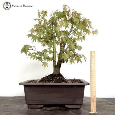 Acer Palmatum Bonsai Tree | Twin Trunk 