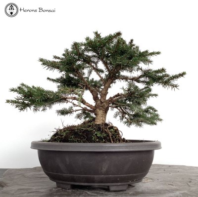 Picea abies Nidiformis or Norway Spruce Bonsai Tree