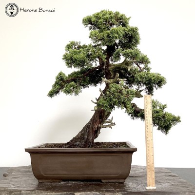 Outdoor Chinese Juniper Bonsai | COLLECT FROM HERONS