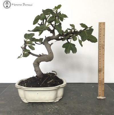 Outdoor Edible Fig Bonsai Tree 'Ficus Carica' S-shape