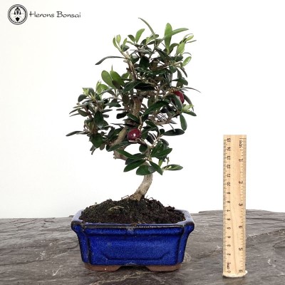 Olea Europa 'Common Olive' Bonsai Tree
