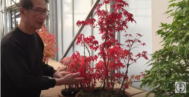 red maple bonsai