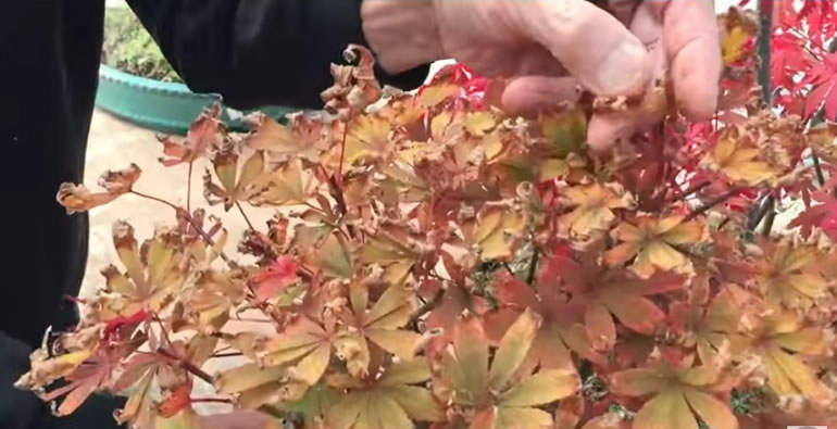 scorched maple leaves on bonsai