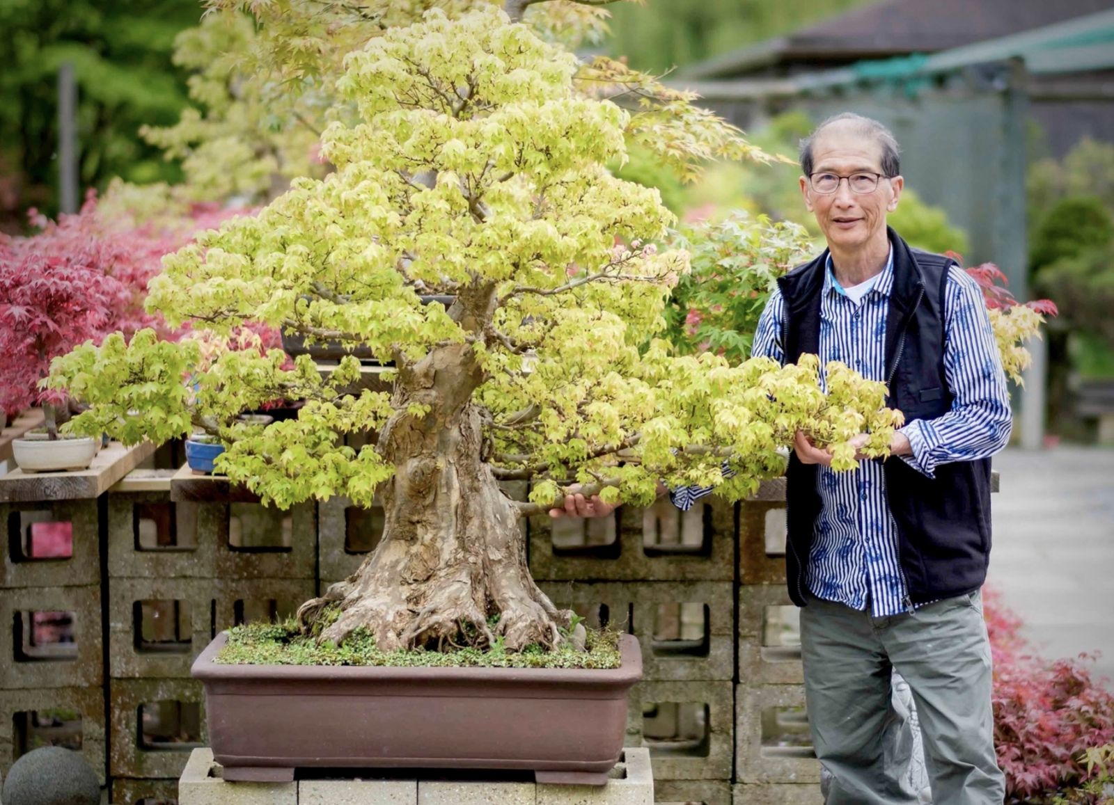 high quality specimen bonsai trees | herons bonsai