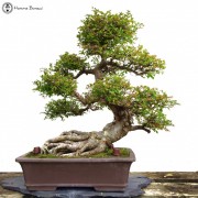 Chinese Elm Trees