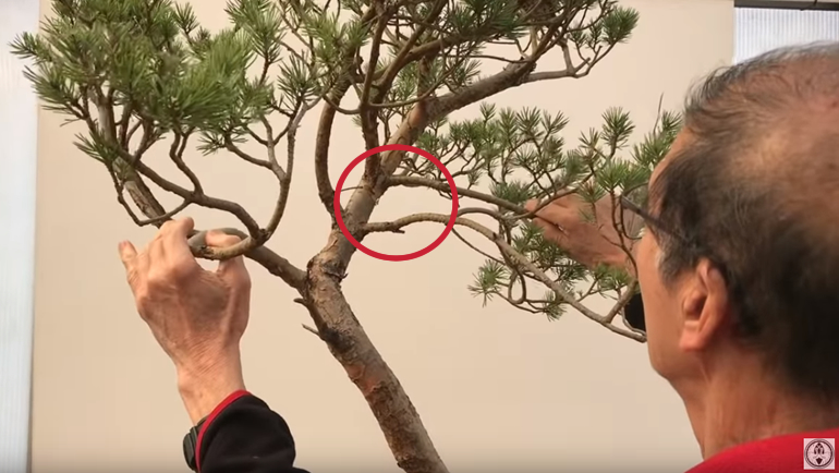Peter holding bonsai branches with red circle highlighting branches