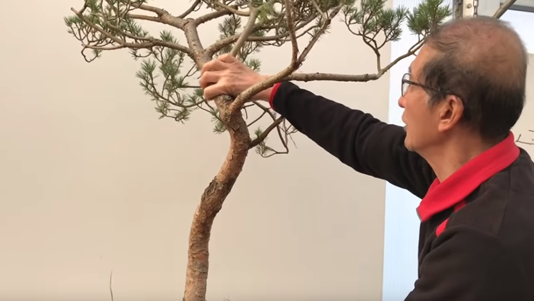 Peter holding branches on Beuvronensis bonsai
