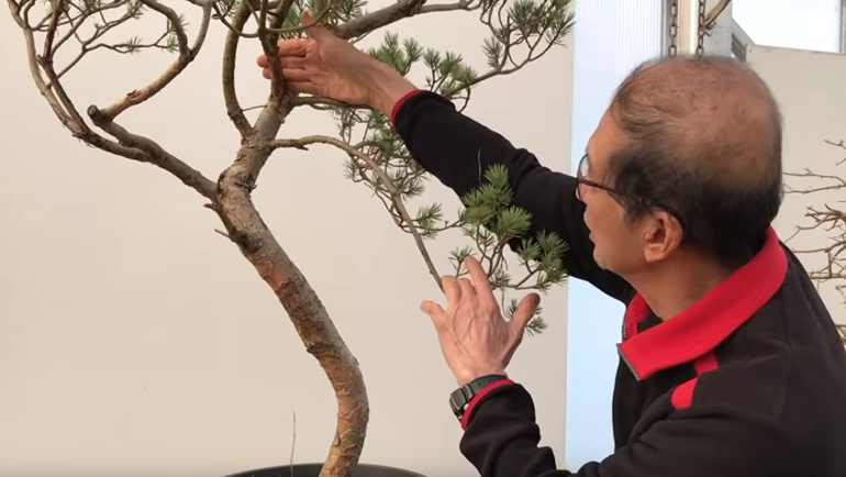 Peter showing curve on bonsai tree
