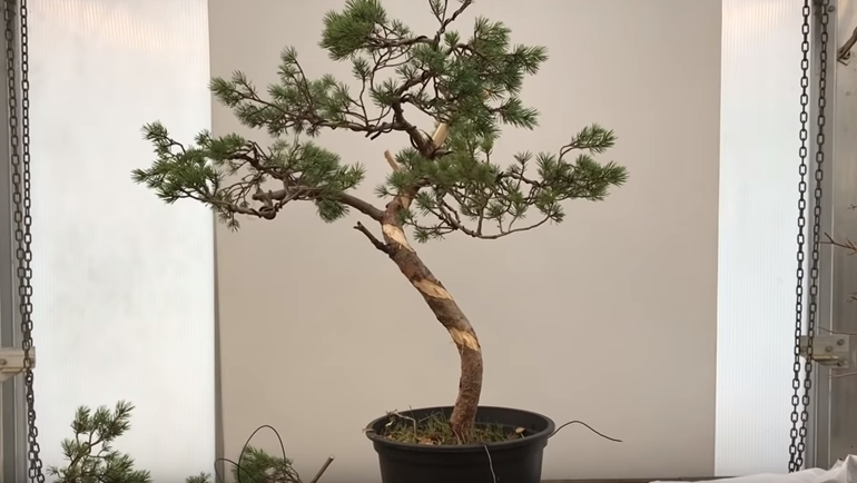 Front view of Beuvronensis bonsai 