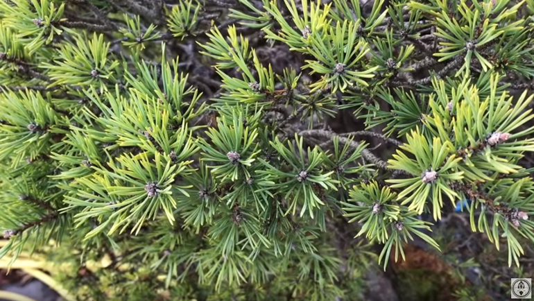 Close up of Beuvronensis Pine Needles