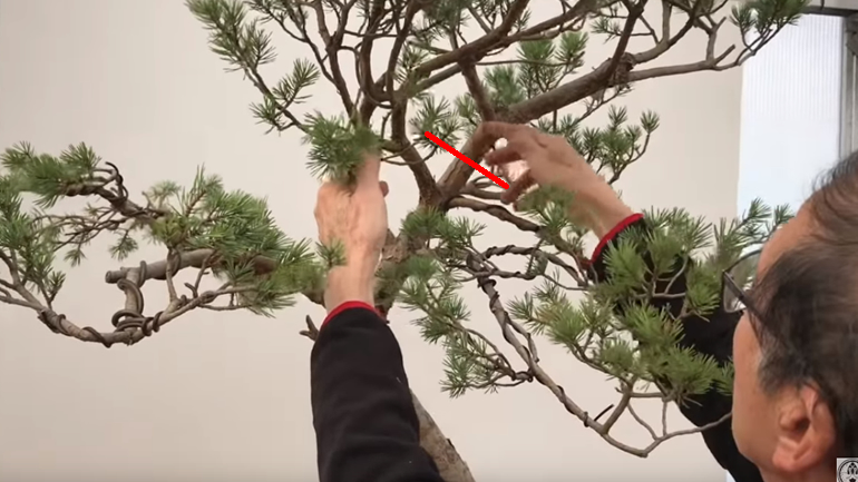 Peter showing where bonsai would be cut