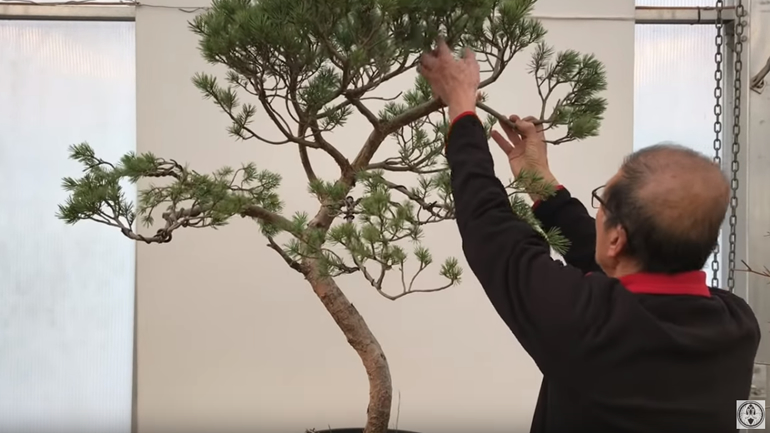 Peter holding two branches on bonsai tree