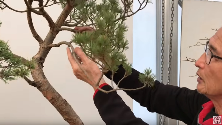 Peter holding two bonsai branches